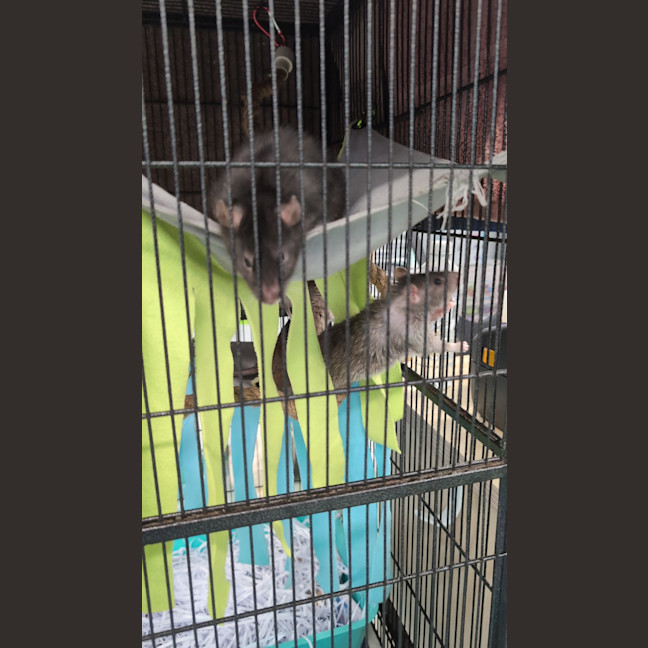 Photo of Waffle