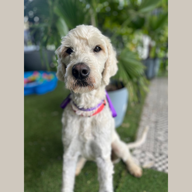 Photo of Daisy