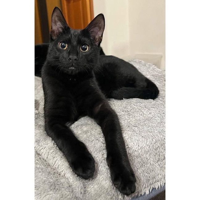 Photo of 11958   Esmeo