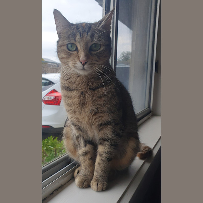 Photo of Petal