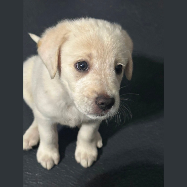 Photo of Marley 🐾🐶