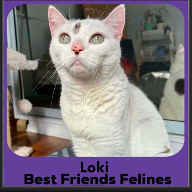 Photo of Loki