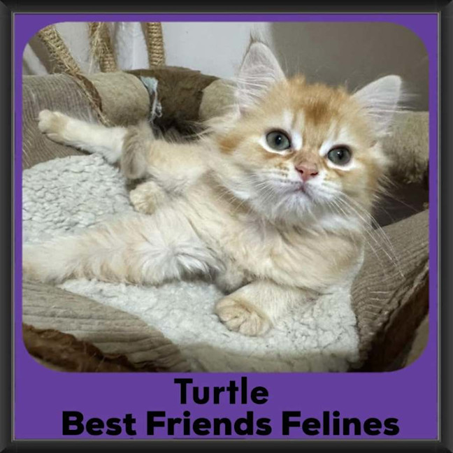 Photo of Turtle 