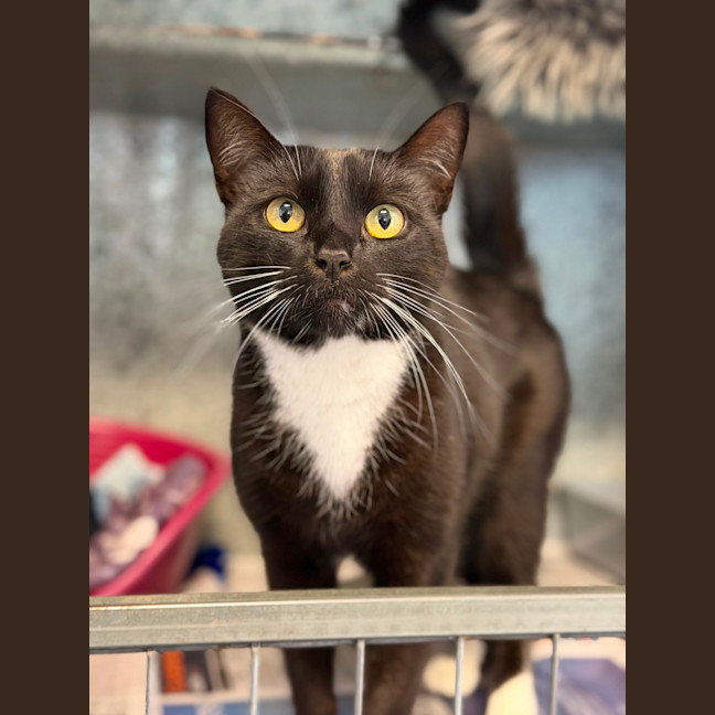 Photo of Pepper