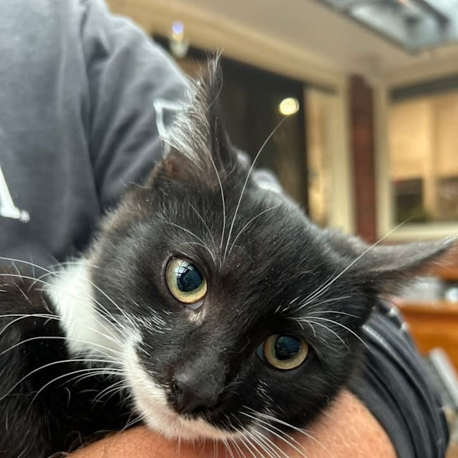Photo of Theodore