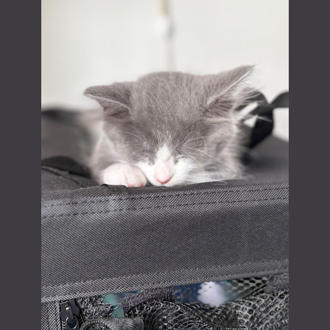 Photo of Hugo