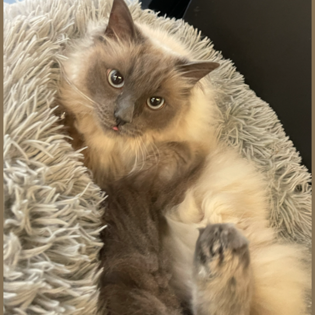 Photo of Thomas
