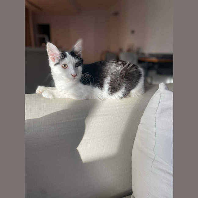 Photo of Mittens *9 Lives Project Rescue*