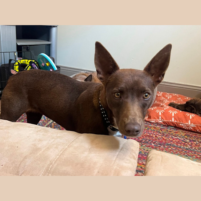 Photo of Cinnamon