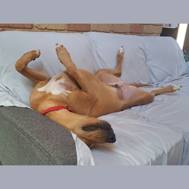 Photo of Alfie