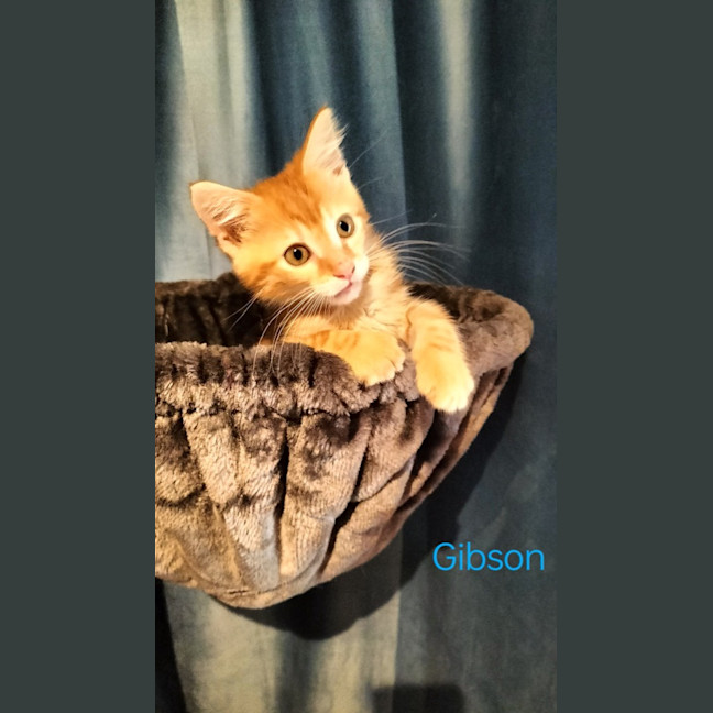 Photo of Gibson   Petstock Invermay