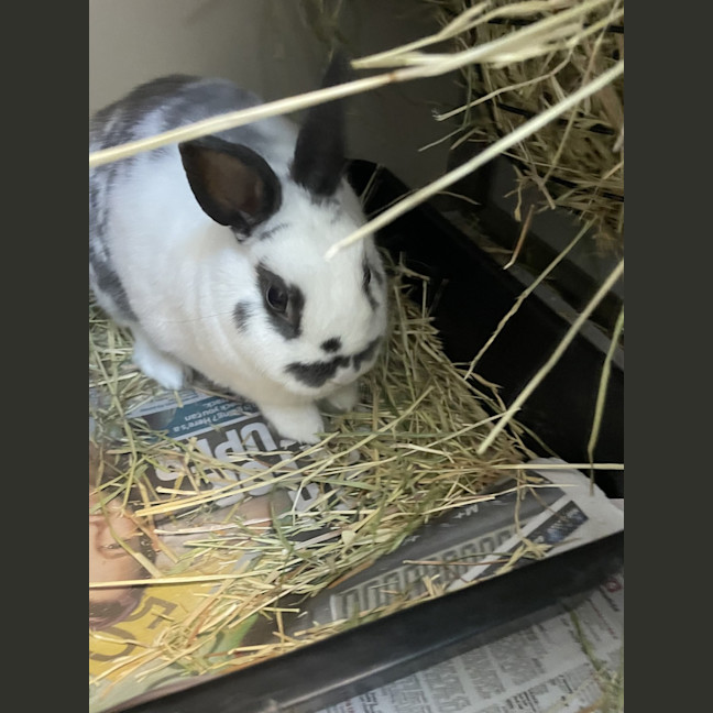 Photo of Pebbles (Bonded To Buttercup)
