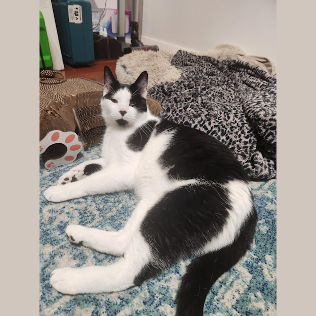 Photo of Cooper