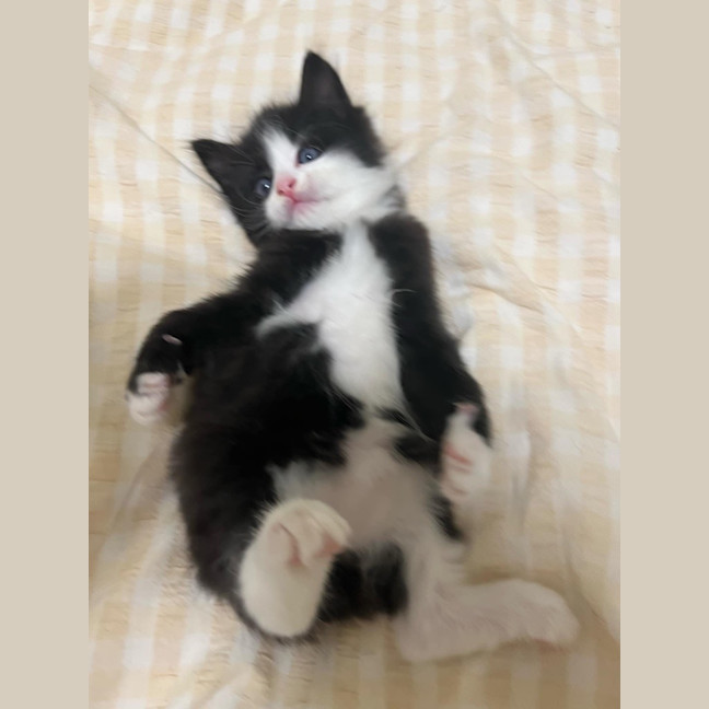 Photo of Rinklestein