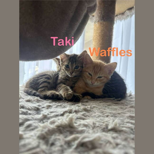 Photo of Waffles