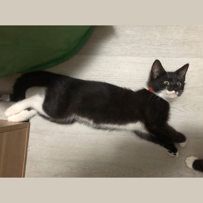 Photo of Mercury K33