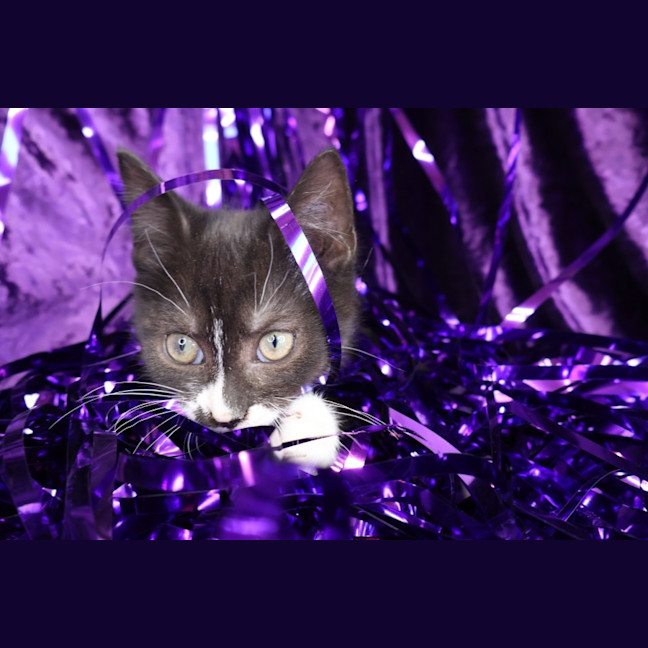 Photo of Rivet