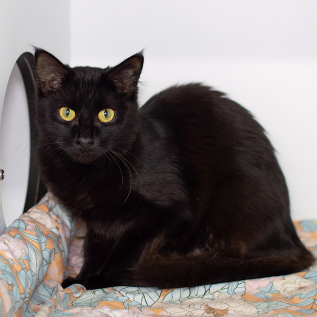 Photo of Cleo