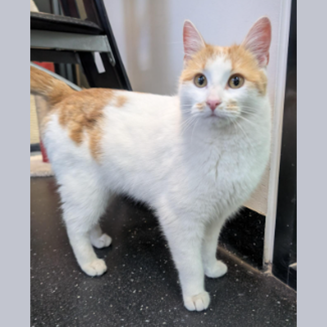 Photo of Manilla Mango