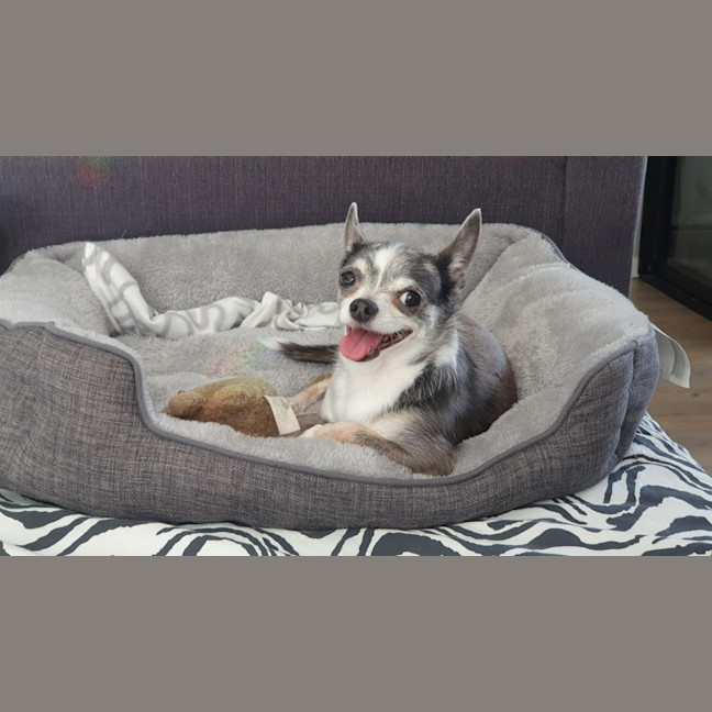 Photo of Hugo And Rocky