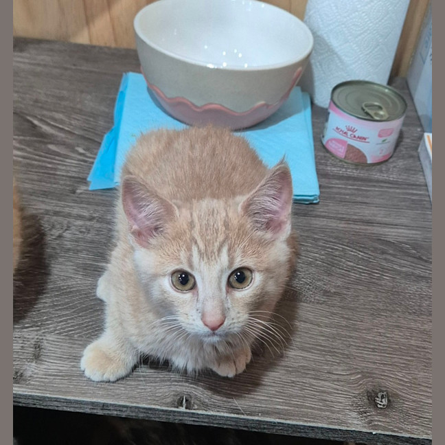 Photo of Nutmeg