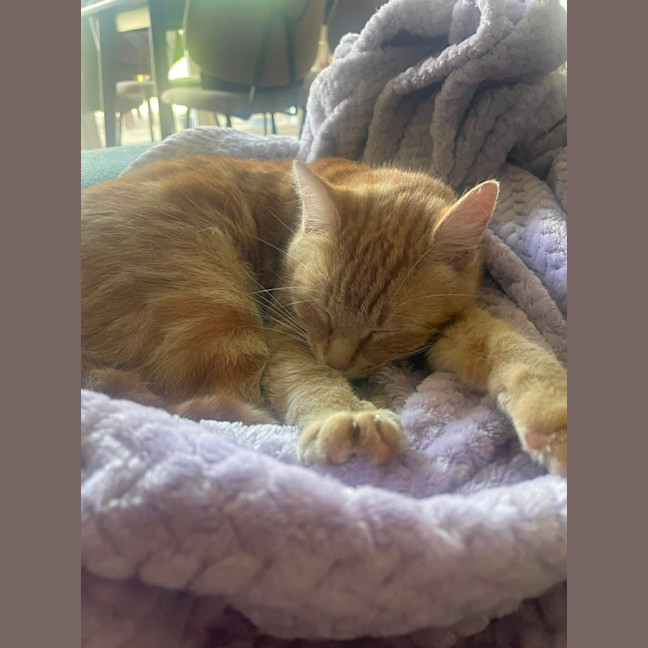 Photo of Mrs Garfield