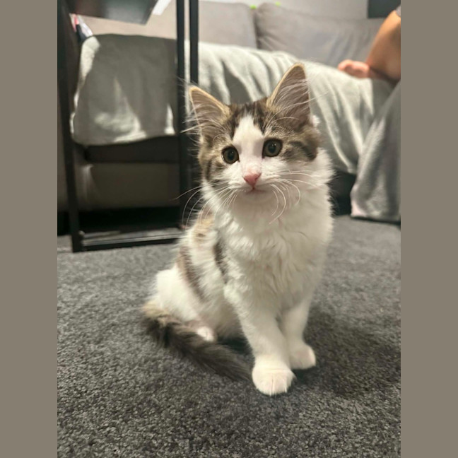 Photo of Lily *9 Lives Project Rescue*