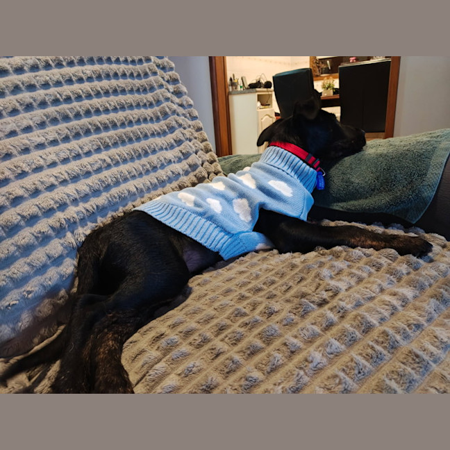 Photo of Oscar   4 Month Old Kelpie X Wolfhound