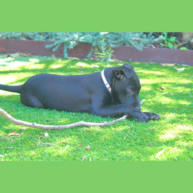 Photo of Cleo   14 Week Old Cattle Dog X Staffy