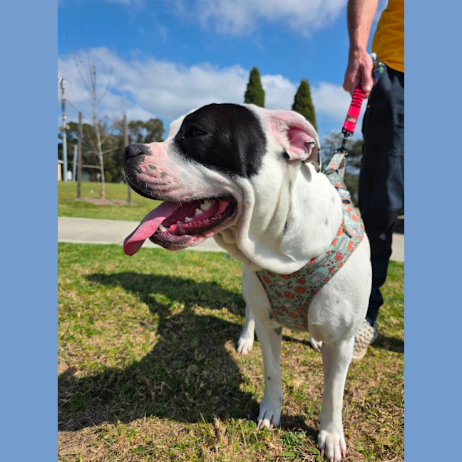 Photo of Dotti