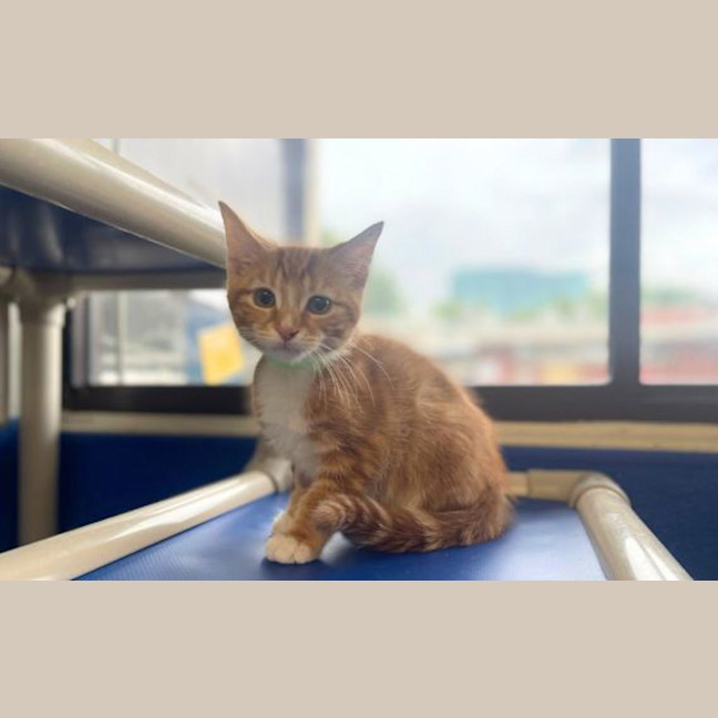 Photo of Cheddar