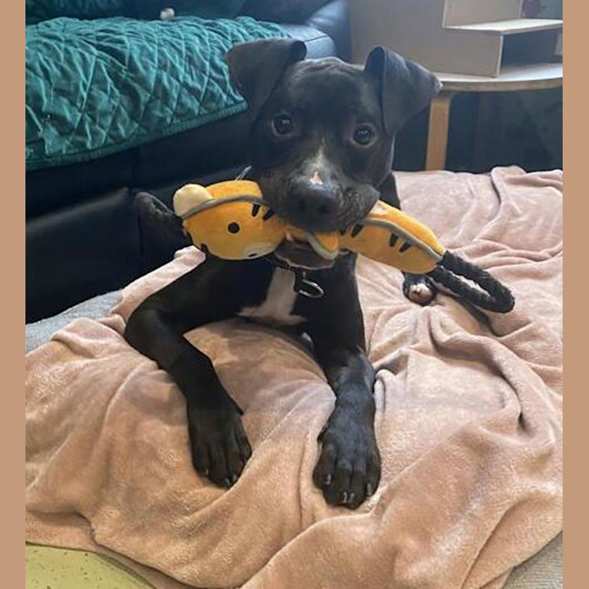 Photo of Bullet