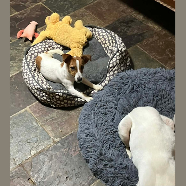 Photo of Henry