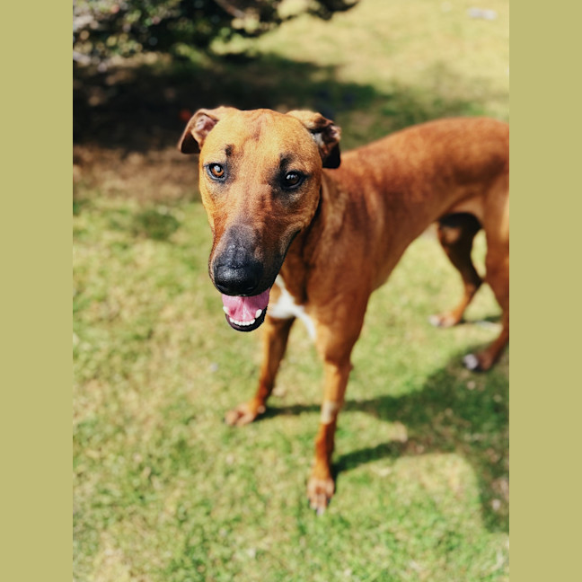 Photo of Nobby