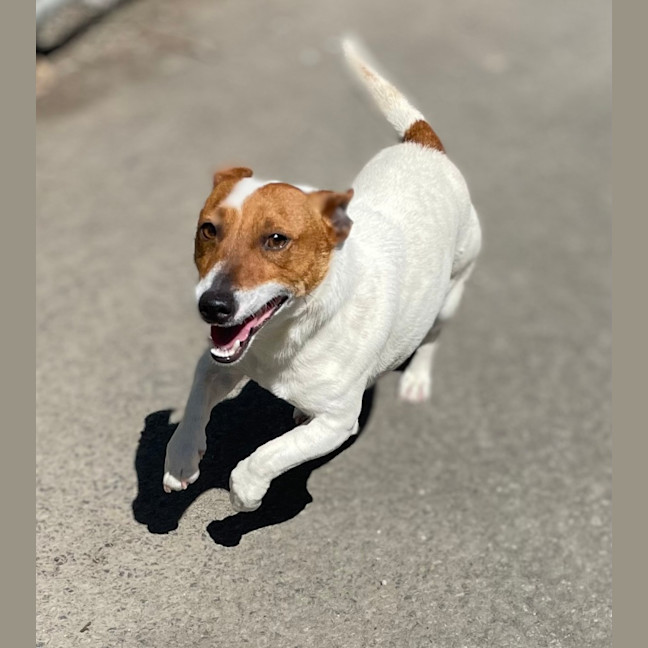 Photo of Frankie