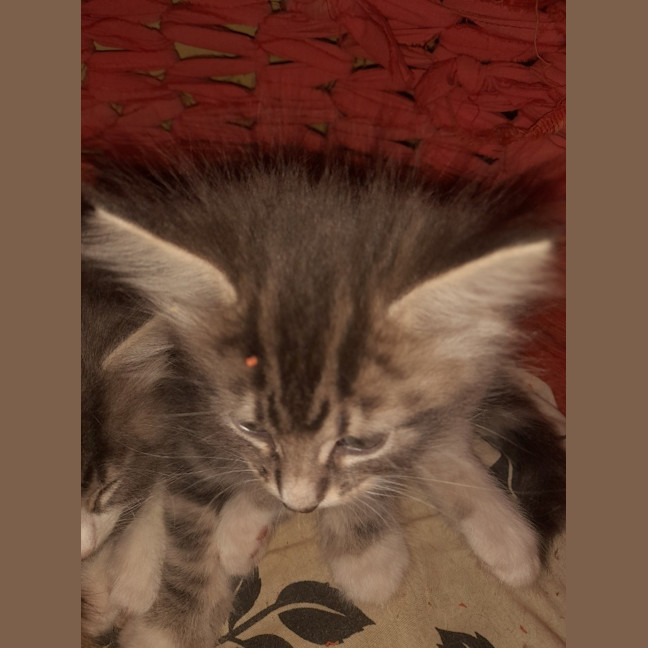 Photo of Tomás