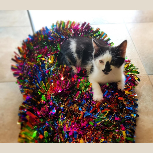 Photo of Hallie (Jalapeño)