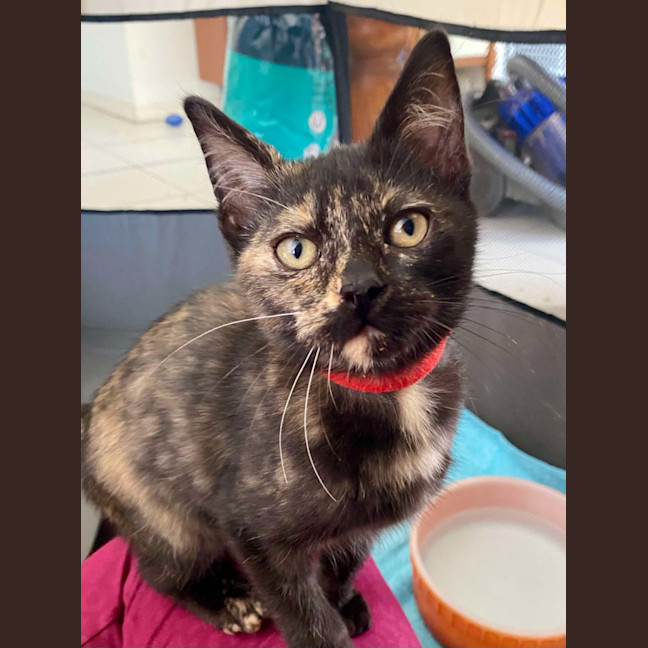 Photo of Tortie (K62 )