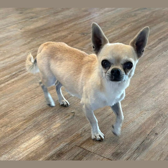 Photo of Archie