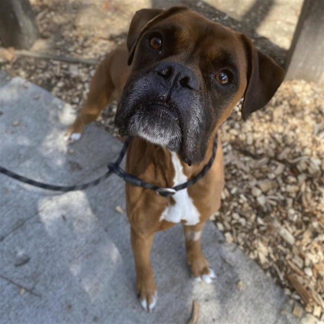 Photo of Brownie