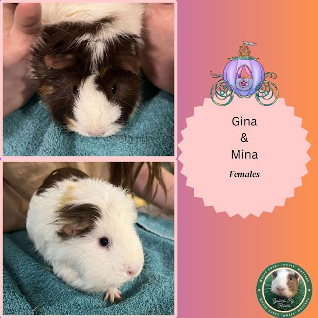 Photo of Gina & Mina
