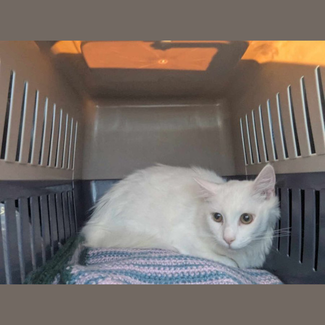 Photo of Marshmellow 