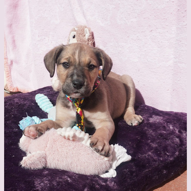 Photo of Pickles