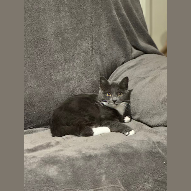 Photo of Possum The Night Agent