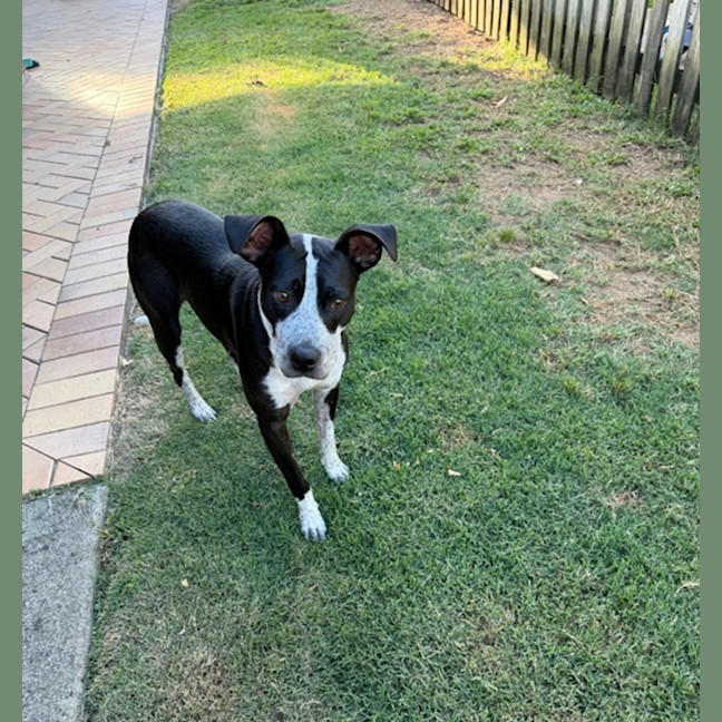 Photo of Narla *$250 Adoption Fee*