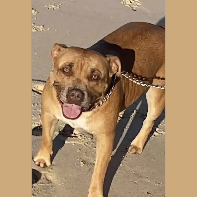 Photo of Sasha   7 Year Old Staffy