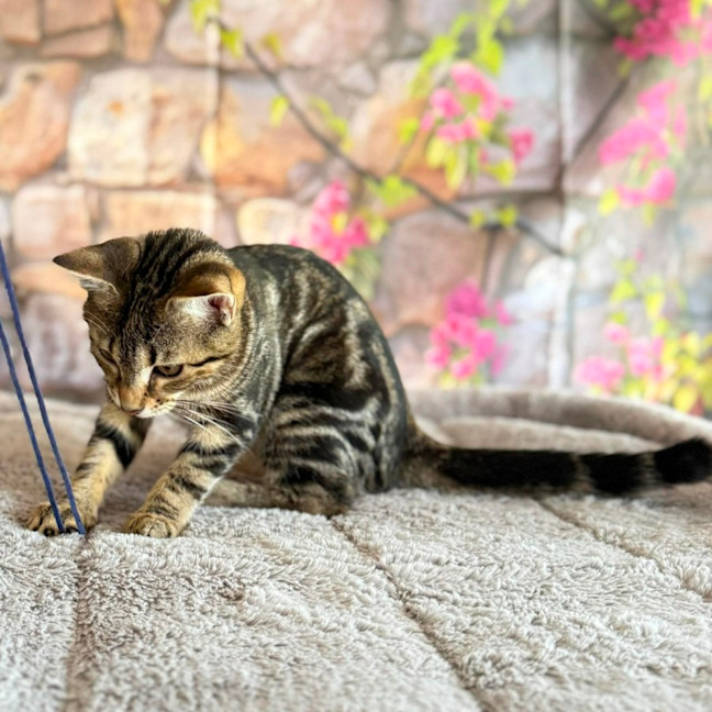 Photo of Bay  In Foster Care In Greensborough