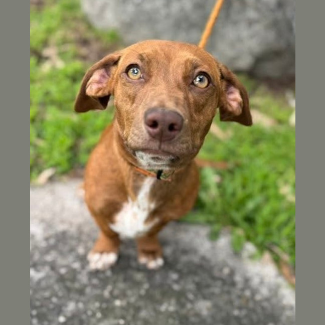 Photo of Cinnamon Swirl 