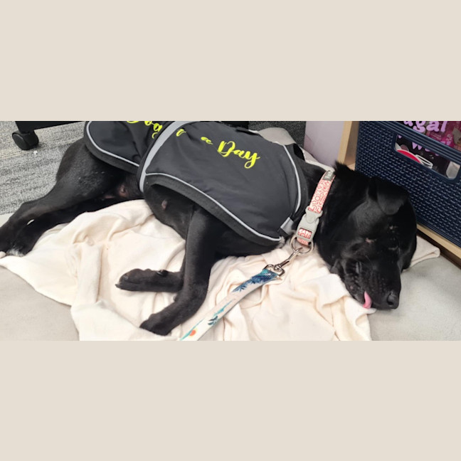 Photo of Pippa