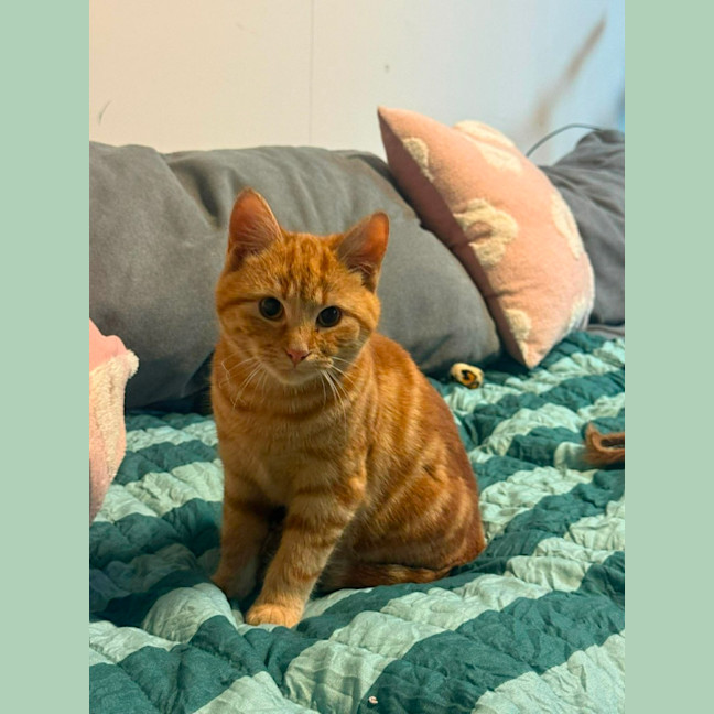 Photo of Joey